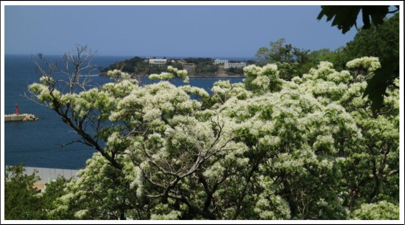 ヒトツバタゴの咲く島で