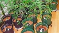 営利目的で67株の大麻を栽培 山口組系「秋良連合会」傘下組員ら3人を逮捕