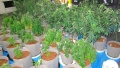 千葉県内の貸家で58本の大麻草栽培や乾燥大麻を売買